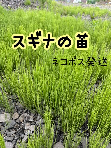 生スギナ 北海道産 50本抜き苗 自然農