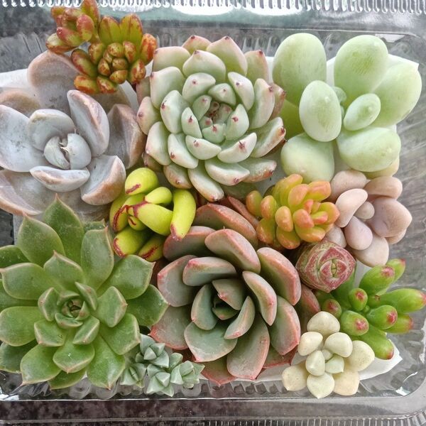多肉植物 寄せ植え用 カット苗セット 詰め合わせ