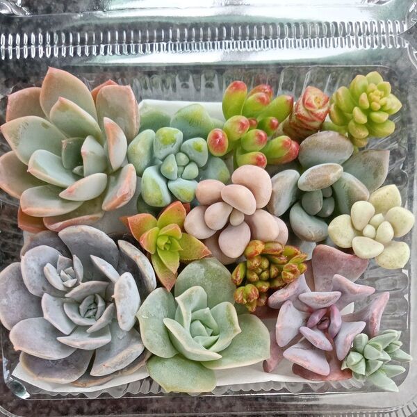 多肉植物 寄せ植え用 カット苗セット 詰め合わせ