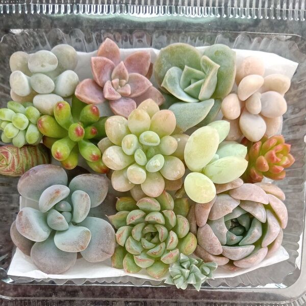 多肉植物 寄せ植え用 カット苗セット 詰め合わせ