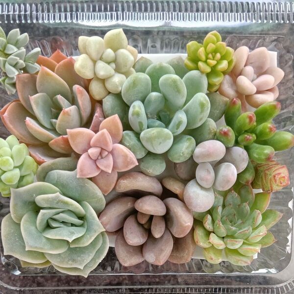 多肉植物 寄せ植え用 カット苗セット 詰め合わせ