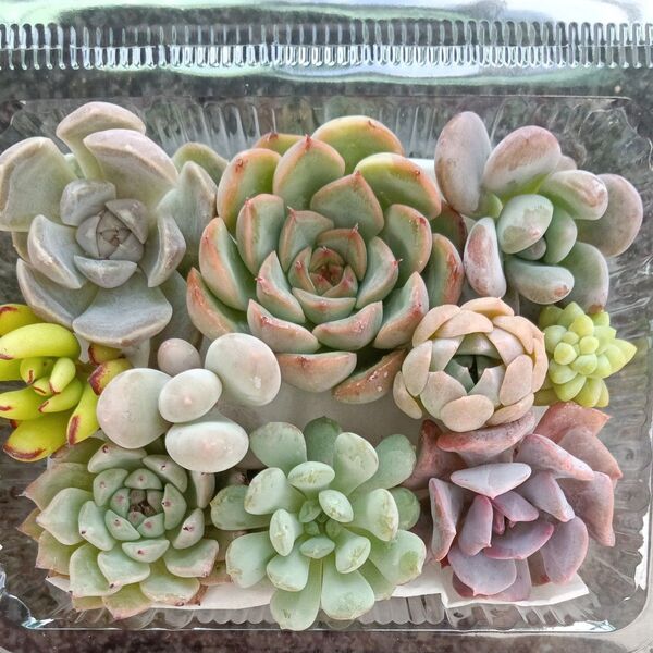 多肉植物 寄せ植え用 カット苗セット 詰め合わせ