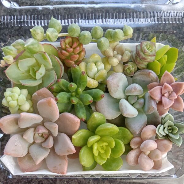 多肉植物 寄せ植え用 カット苗セット 詰め合わせ