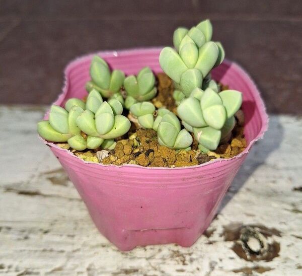 レーマニー 多肉植物