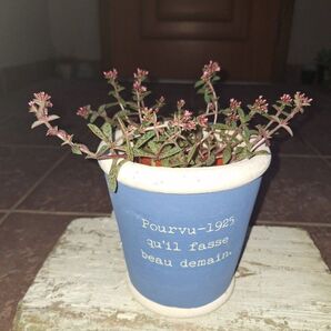 クーペリー 多肉植物