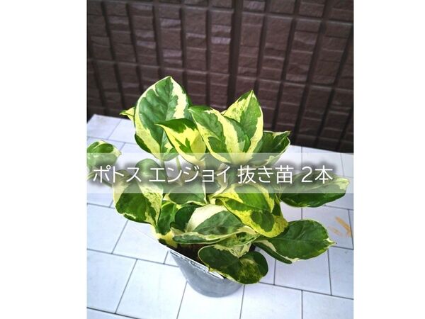 ポトス エンジョイ 抜き苗 2本 観葉植物 金運アップ