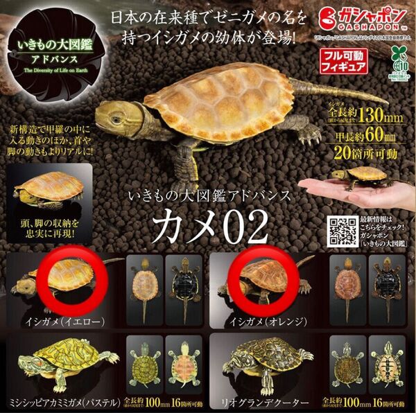 いきもの大図鑑アドバンス カメ02 イシガメ ガシャポン カプセル