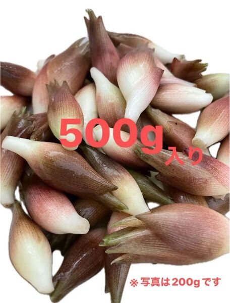 【西多摩産】みょうが 500g