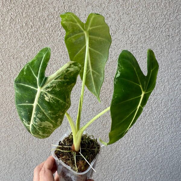 73 【美斑・発根済】アロカシア・グリーンベルベット斑入り(Alocasia Green Velvet Variegated)