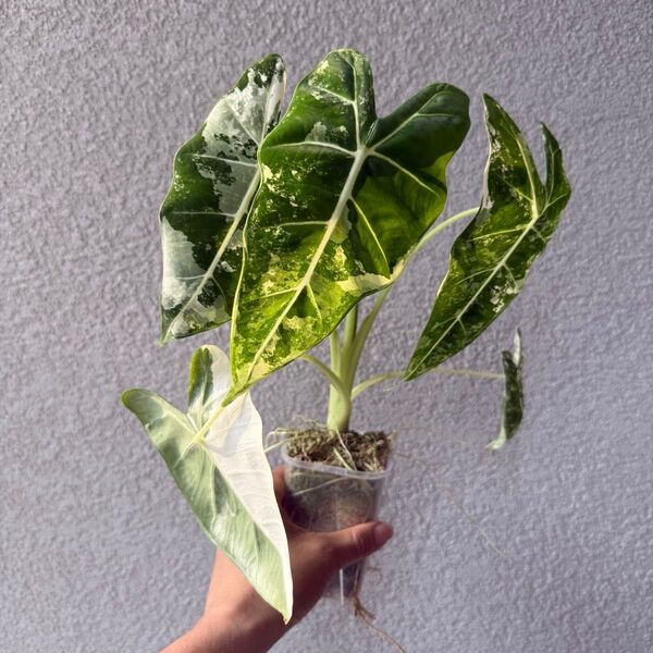 77 【美斑・発根済】アロカシア・グリーンベルベット斑入り(Alocasia Green Velvet Variegated)