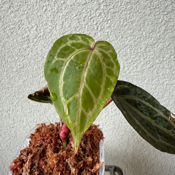 2【発根済・希少交配】Anthurium red crystallinum F3 × ミシェル × ZARA