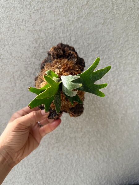 ビカクシダ P.willinckii 'Jenny' TC