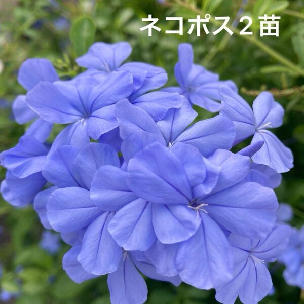 ルリマツリ 挿し木 2苗【G】