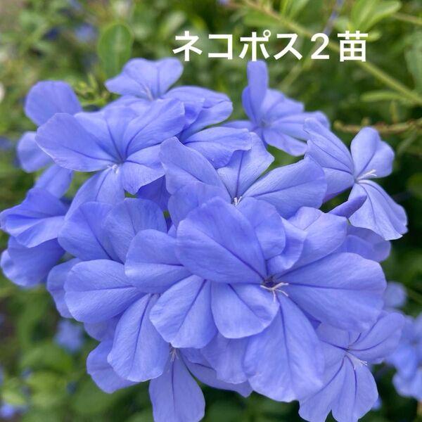 ルリマツリ 挿し木 2苗【E】