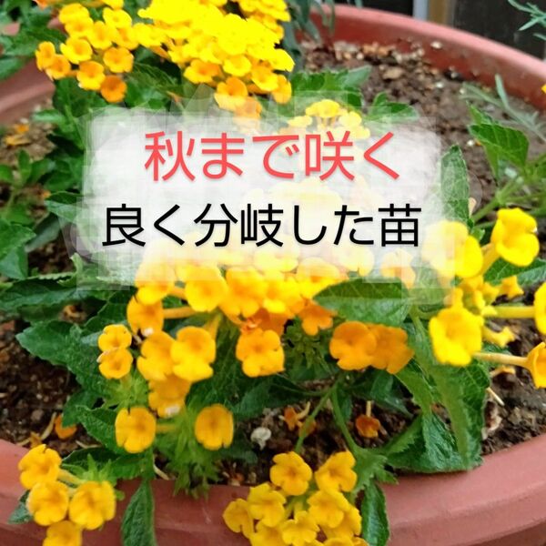 コバノランタナ 良く分岐 根付き苗 黄色 大きくならない 秋まで咲く 1株