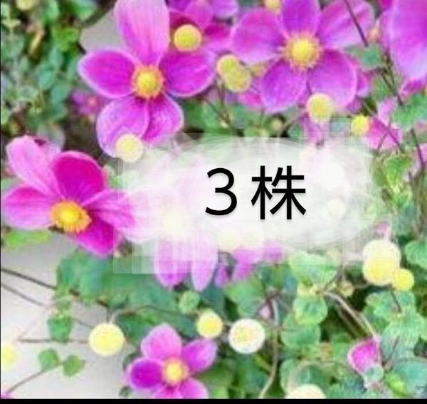 【3 株】 シュウメイギク 秋明菊 ピンク 大小 3本