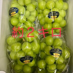シャインマスカット 晴王 岡山県特産
