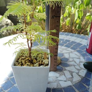 生きている化石 メタセコイアの苗木(写真)