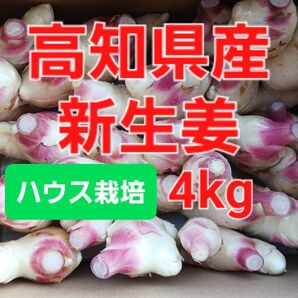農家直送 高知県産新生姜 4kg
