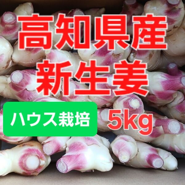 農家直送 高知県産新生姜 5kg