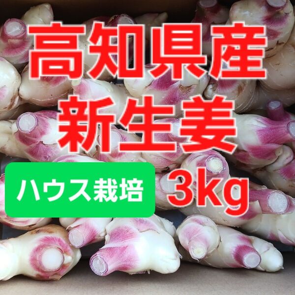 農家直送 高知県産新生姜 3kg