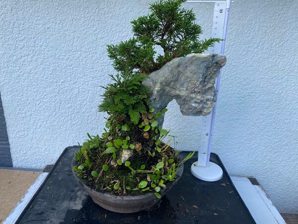 盆栽 自然石付き真柏 見応えあり