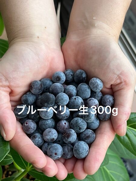 ブルーベリー生300g 新鮮 摘みたて 無農薬