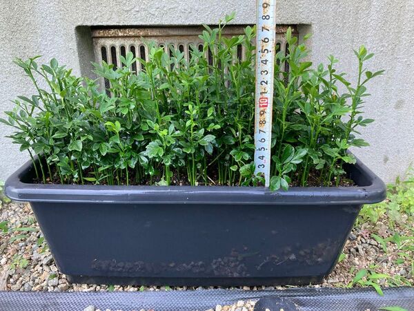 サービス品 農薬不使用 カラタチ実生苗 80苗 / 柑橘 枳殻 台木 アゲハ 蝶