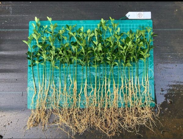 サービス品 カラタチ実生苗 40苗 D / 柑橘 枳殻 台木 アゲハ蝶