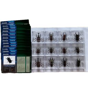 TAKARA Beetle of the World 日本のカブト・クワガタ 第一弾 コレクションケース入り 12個セット