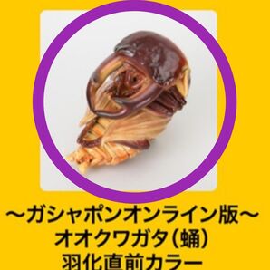 【オオクワガタ(蛹)羽化直前カラー】いきもの大図鑑 くわがた10 樹皮台座(小)セット ガシャポン オンライン版限定①