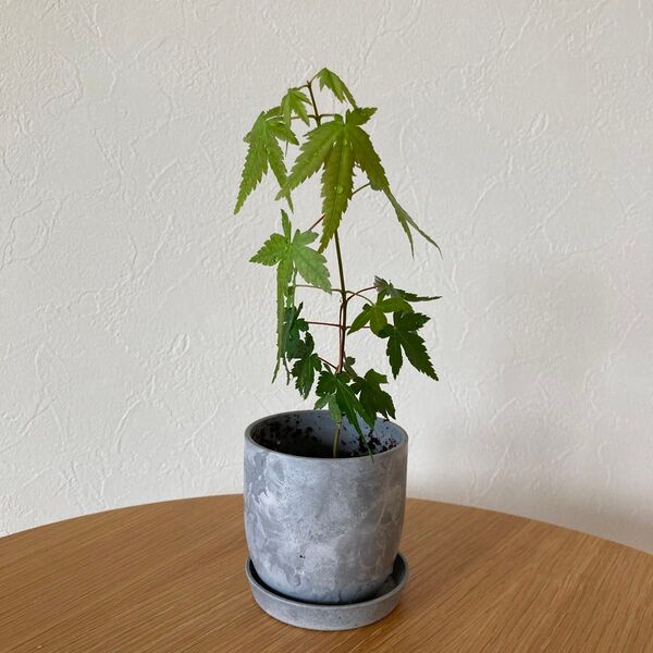 もみじ モミジ イロハモミジ いろはもみじ 苗木 観葉植物 抜き苗 MJ-1