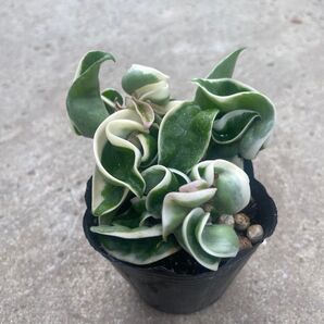 ホヤ カルノーサコンパクタ 斑入り 3号 観葉植物