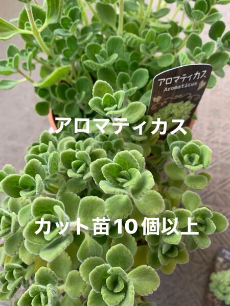 アロマティカス カット苗10個以上