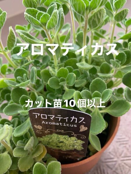アロマティカス