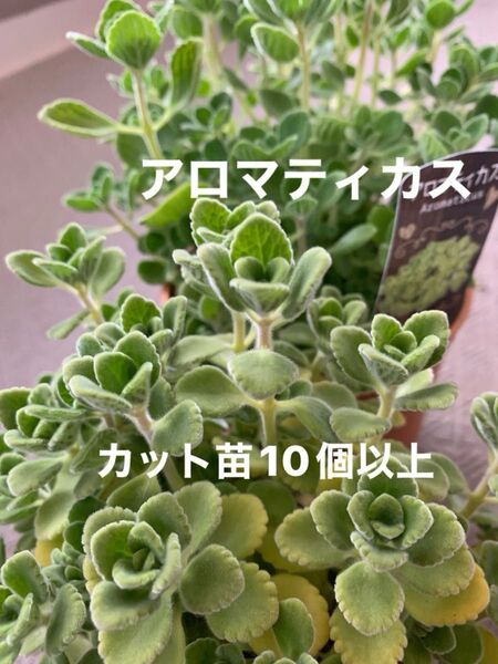 アロマティカス