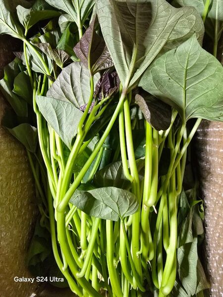 安納芋 切り苗 50本 太め苗 宅急便