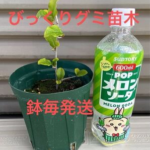 びっくりグミ 苗木 1苗