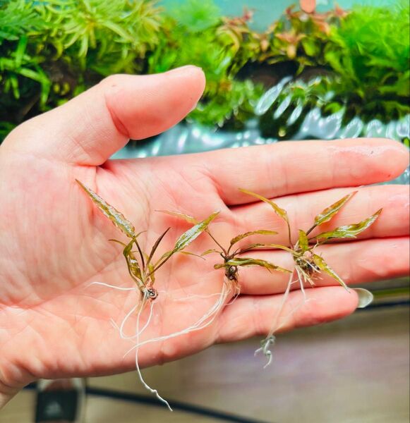 水草 クリプトコリネ フェルギネア スカダウエンシス(水中葉)(無農薬)3株