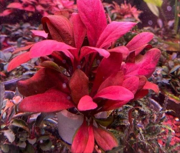 サモラス パルビフロルス レッド 1株 水中葉 水草 ADA 水槽