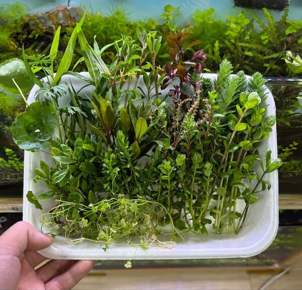ビオトープ用水草 12種類 50本 以上 水上葉 無農薬 水草セット