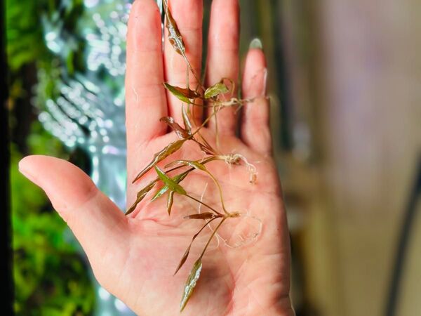 クリプトコリネ ウェンティーインドネシア 3株 水中葉 無農薬
