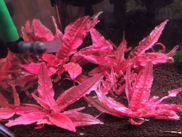 クリプトコリネ ウェンティーピンク (水中葉)(無農薬) 5株