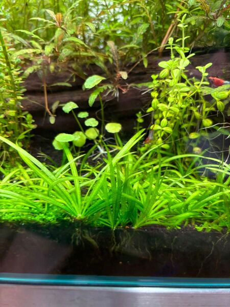 水草 前景草 ピグミーチェーンサジタリア 5株 水中葉 無農薬