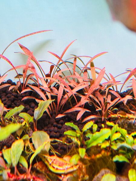 クリプトコリネ スピラリスタイガー 【水中葉】無農薬 1株 15cmぐらい
