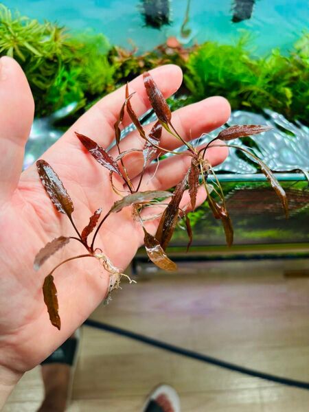 クリプトコリネ アフィニス レッド 3株 水中葉 無農薬
