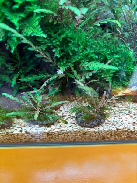 ハイグロフィラピンナティフィダXサムライモス 石付き 2個 黒溶岩個 無農薬