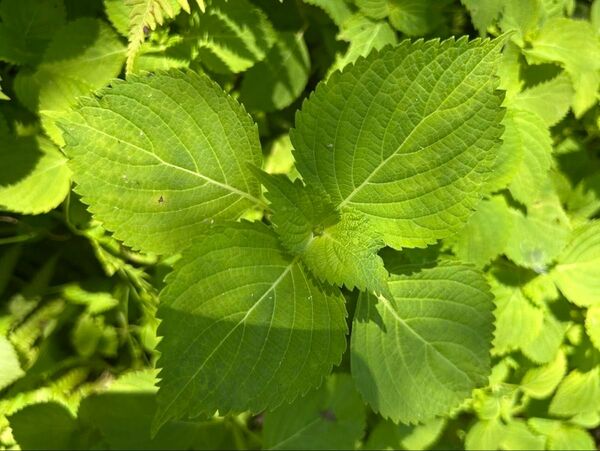 大葉 青シソ 抜き苗 10本