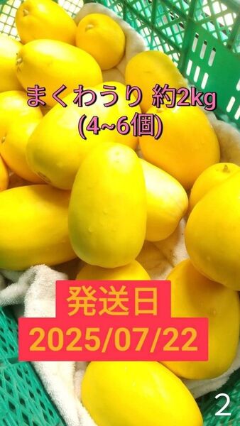 【7/22発送】まくわうり約2kg【産地直送】