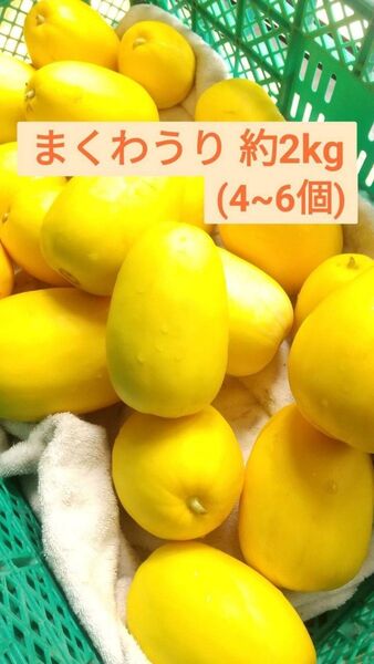 ⑩【産地直送】まくわうり約2kg【産地直送】